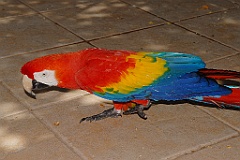 0695 Birdworld Kuranda